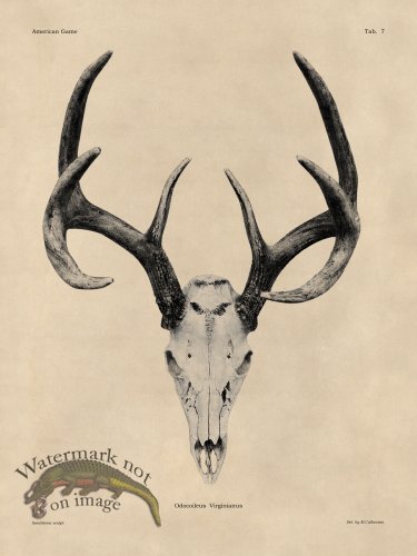 (image for) Tan Bones 07 White Tail