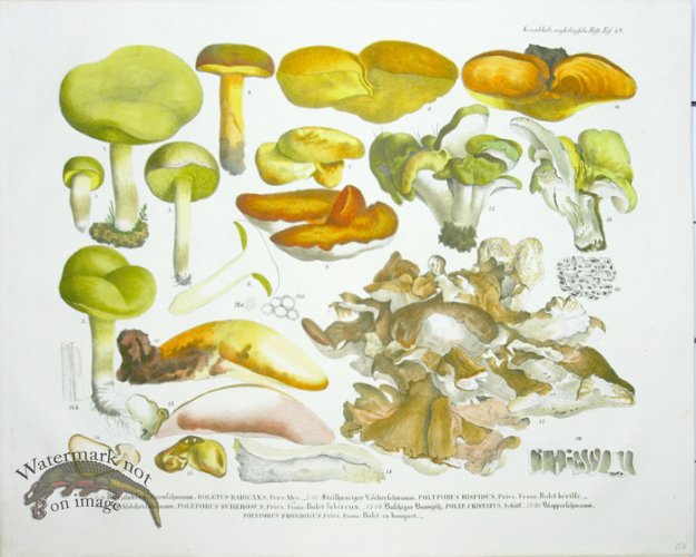 (image for) Mushroom Atlas 16