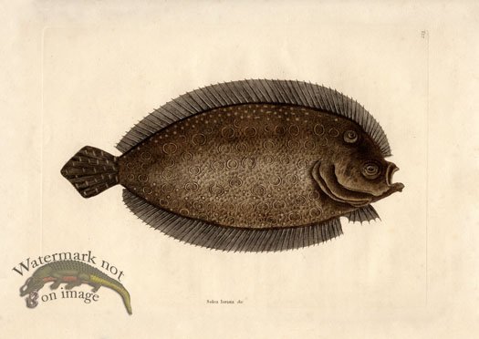 (image for) Catesby Fish 3