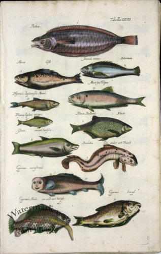 (image for) 1660_Sea_life_25