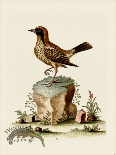 (image for) Edwards 085 Schomburgher