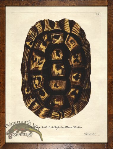 (image for) Turtle Shell Burl 03