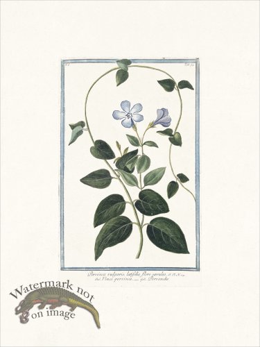 (image for) Bonelli 094 Vinca minor