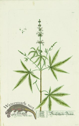 (image for) Blackwell German 092