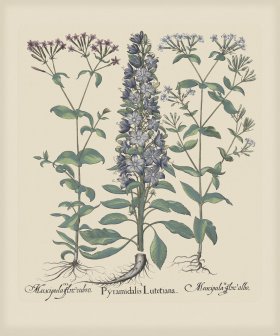 Besler 156 Colored B2