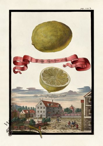 (image for) Volckamer 054