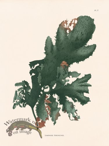 (image for) Oceanie 27