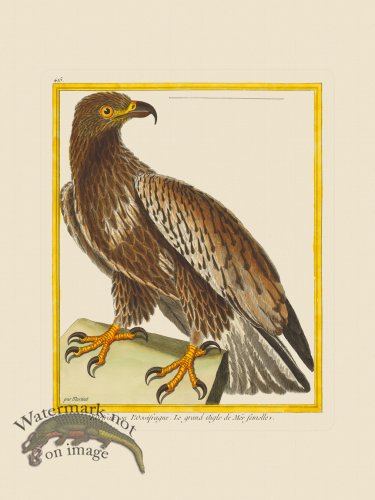 (image for) Martinet Bird 415