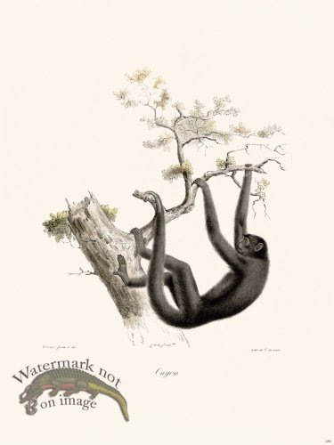 (image for) Cuvier 389 Cayou