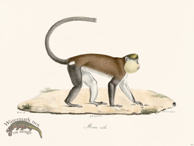 (image for) Cuvier 341 Male Mone