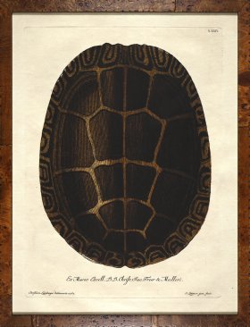 Turtle Shell Burl 07