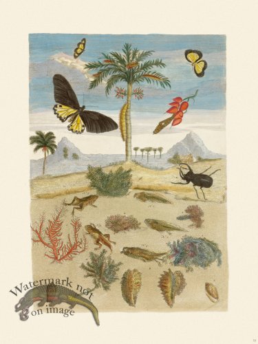 (image for) Merian Metamorphosis 72