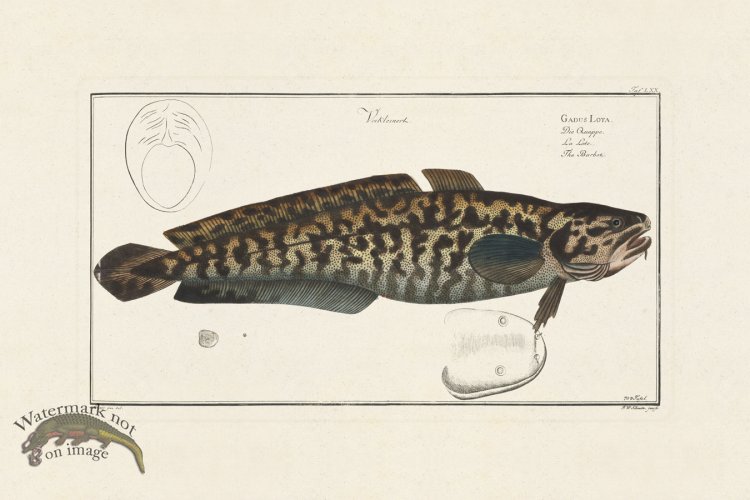 (image for) BLOCH FISH 070