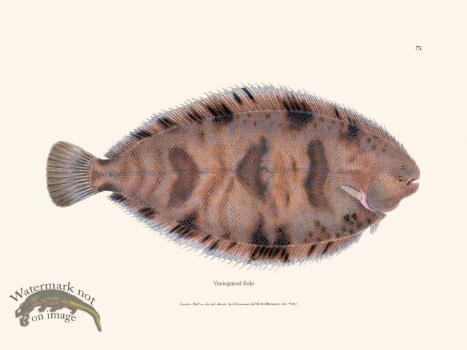 (image for) 075 Variegated Sole