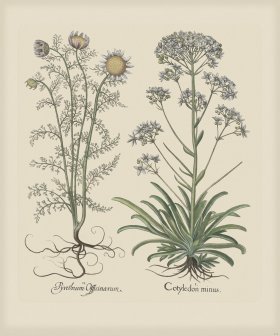 Besler 213 Colored B2