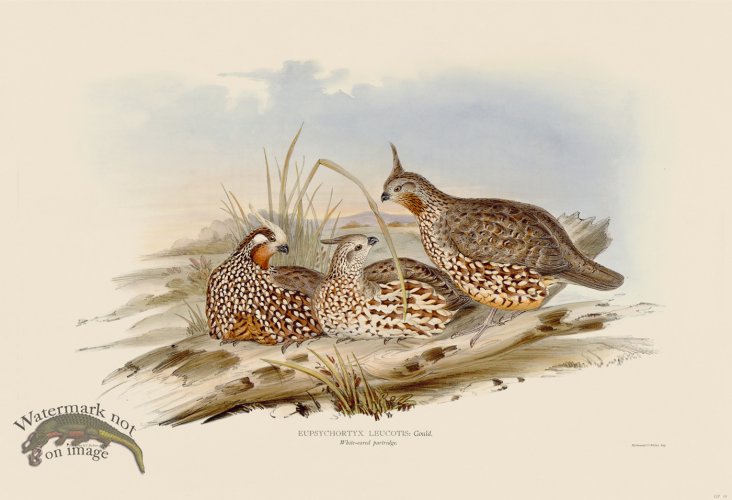 (image for) 10 White-eared partridge