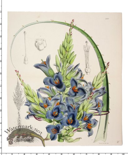 (image for) Curtis Botanical 019