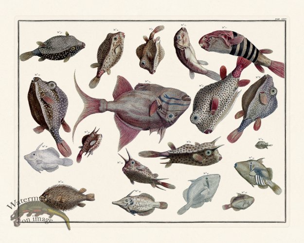 (image for) Seba B2 024 Blowfish