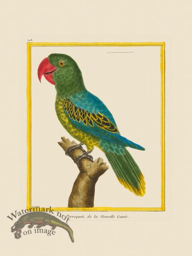 (image for) Martinet Bird 713