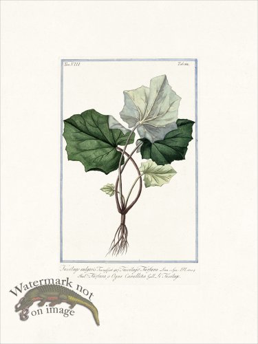 (image for) Bonelli V8 022