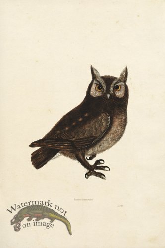 (image for) KO 11 Eastern Screech Owl