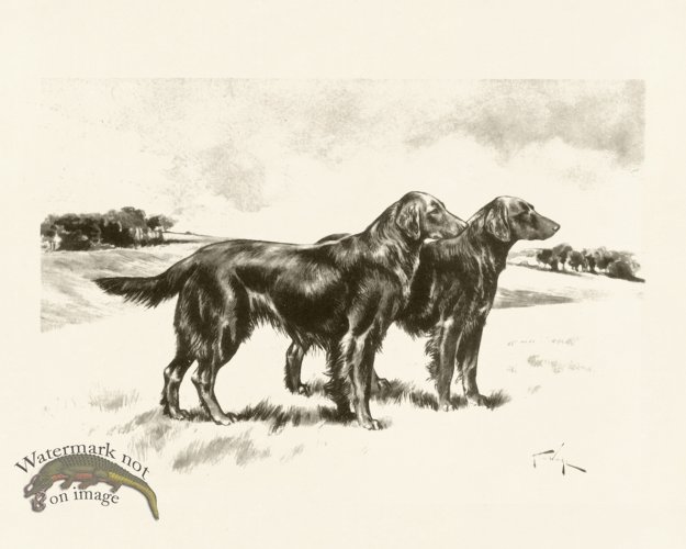 (image for) Modern Dogs 17