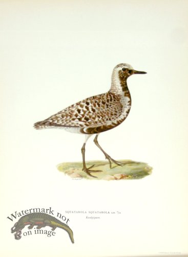 (image for) Swedish Birds 10