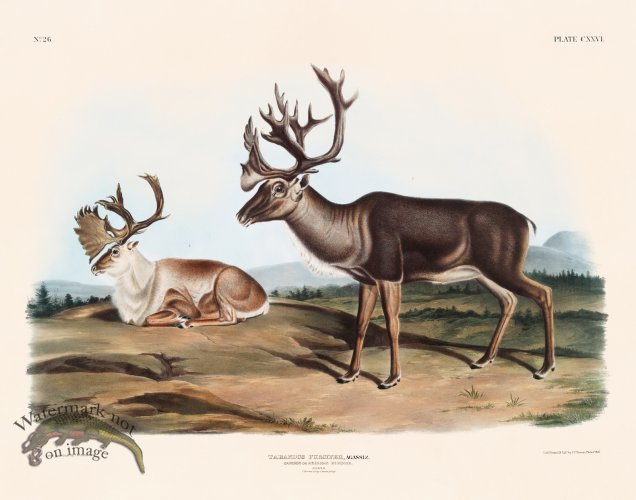 (image for) 126 Reindeer