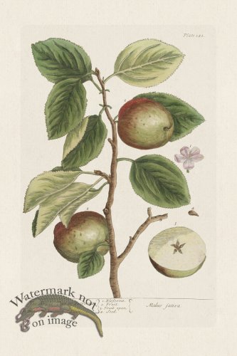 (image for) BEE 141 The Apple Tree