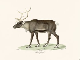 (image for) Cuvier 008 Female Reindeer