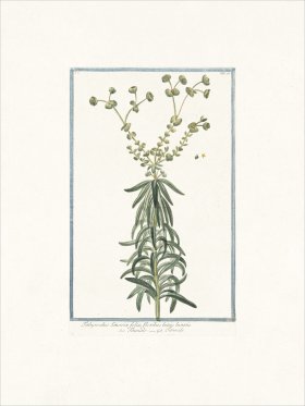 Bonelli 026 Titimale