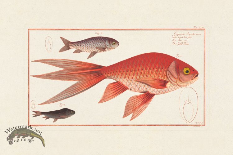 (image for) BLOCH FISH 094