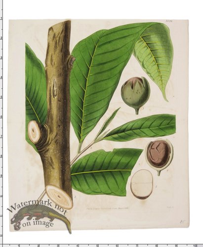 Curtis Botanical 030