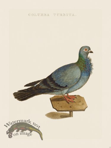 (image for) Nozeman Bird 129