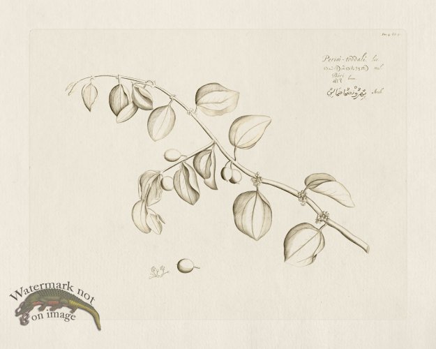 (image for) HORTUS VOL 04 41