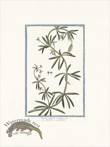 (image for) Bonelli 078 Goose grass