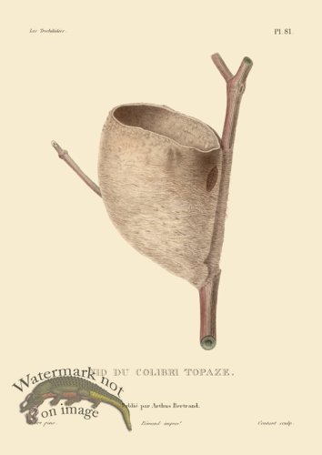 (image for) Humming Bird 81