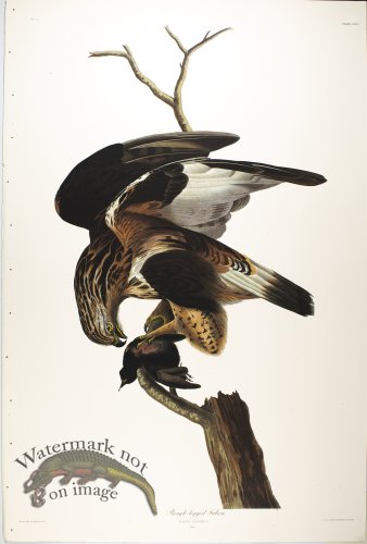 (image for) Rough-legged Falcon