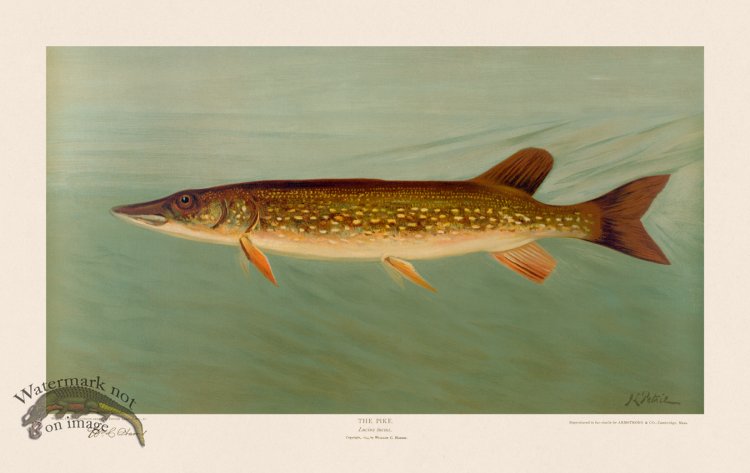 (image for) Pike