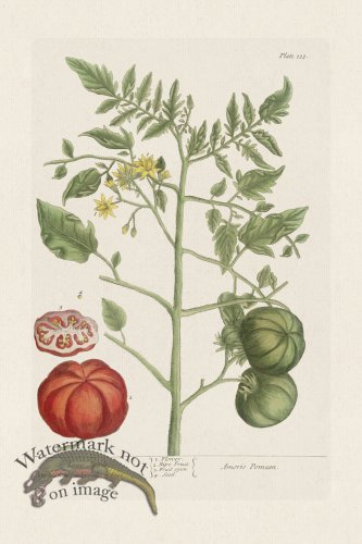 (image for) BEE 133 Love Apple