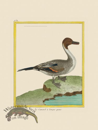 (image for) Martinet Bird 954