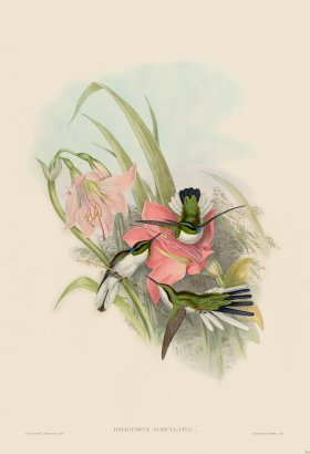 Gould Hummingbird 214