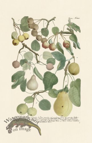 (image for) Weinmann PL 844