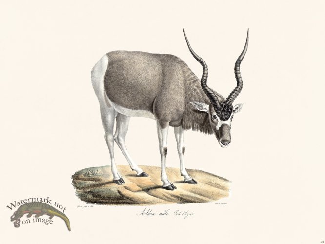 Cuvier 031 Addax Winter