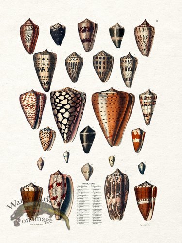 (image for) Edinburgh Shell 02