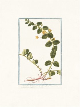 Bonelli 144 Loosestrife