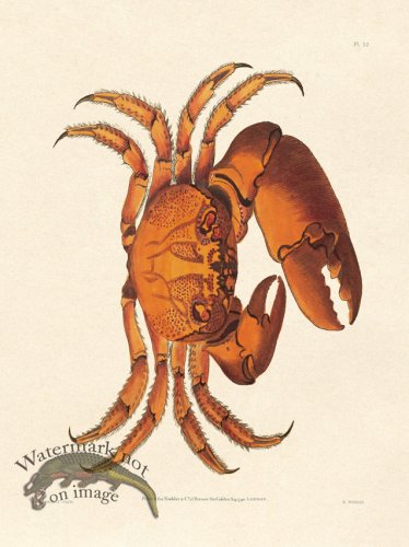 (image for) Shaw Nodder SL 52