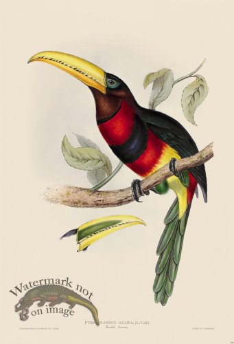 (image for) Banded Aracari