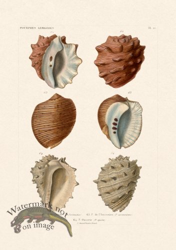 (image for) French Shell 022