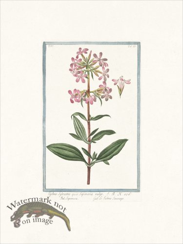 (image for) Bonelli 533 Saponara